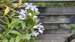 A covered walkway with a wooden structure and a pathway leading through a garden with green foliage and white flowers. - Pousada Água Cristalina (Cachoeiras de Macacu)