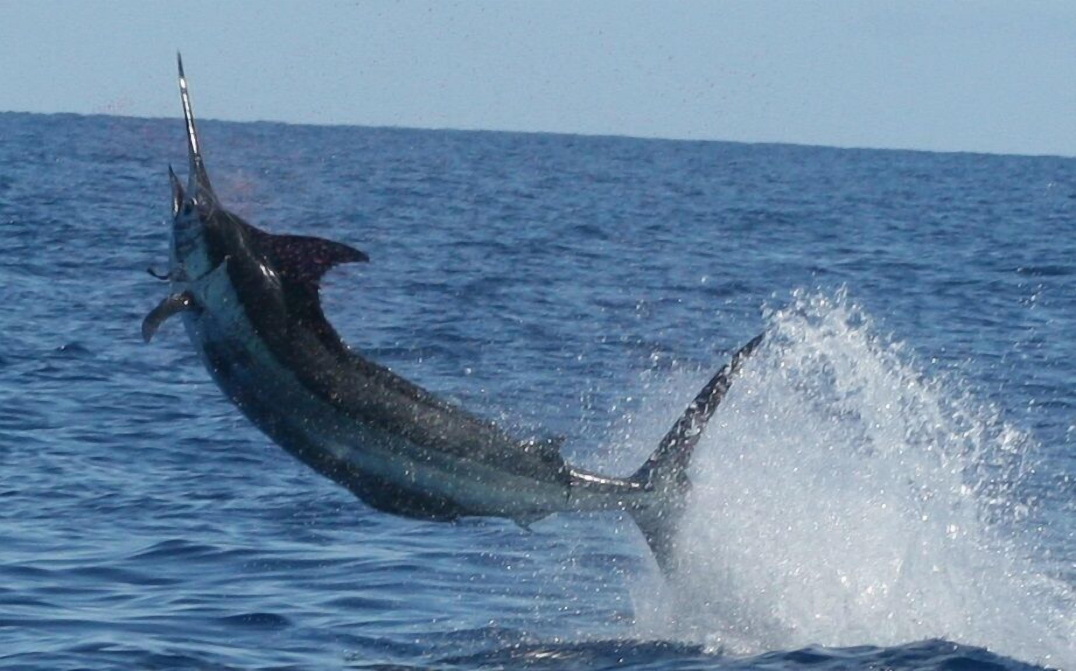 A large fish leaping out of the water, creating a splash.