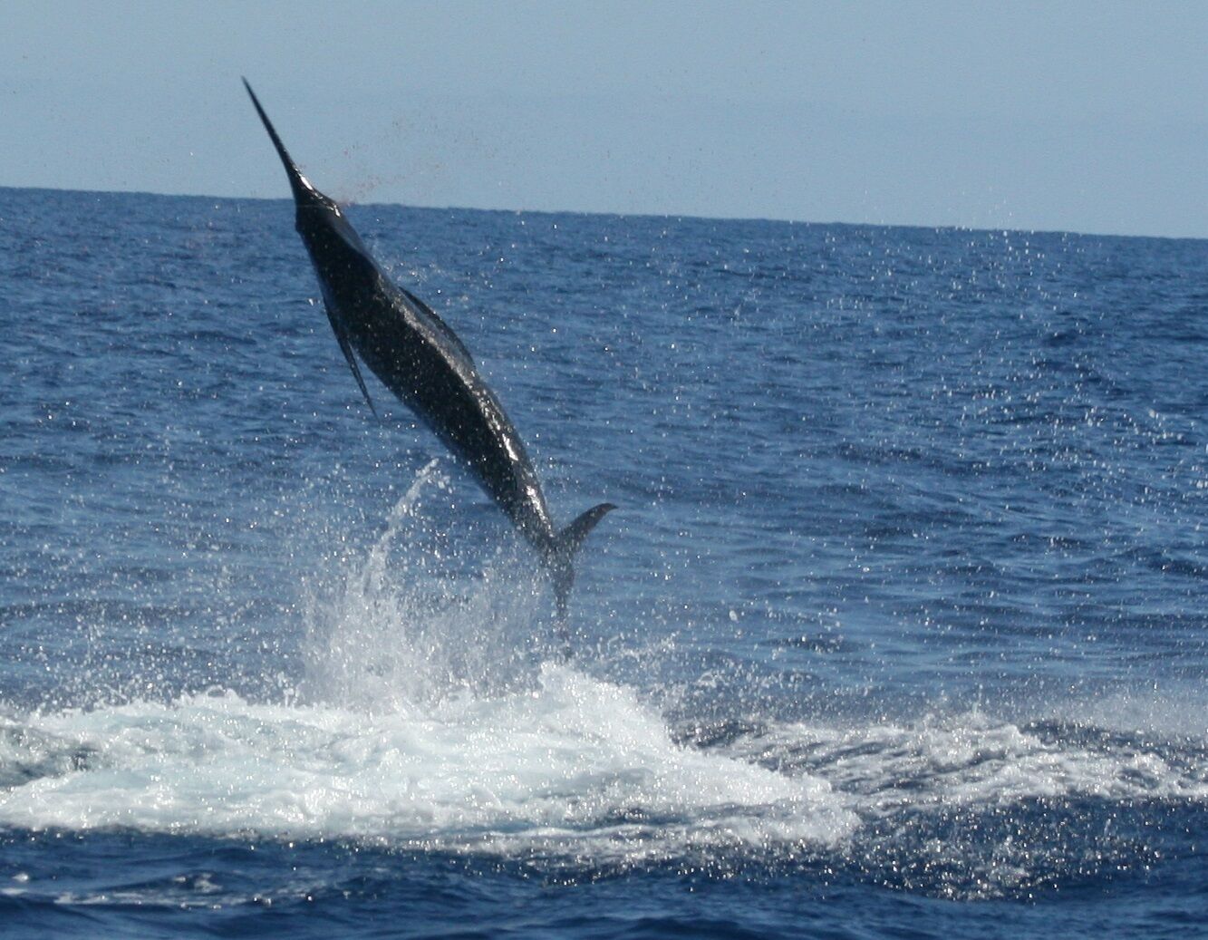 A large fish leaping out of the water, creating a splash.
