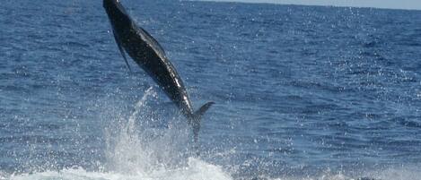 A large fish leaping out of the water, creating a splash.