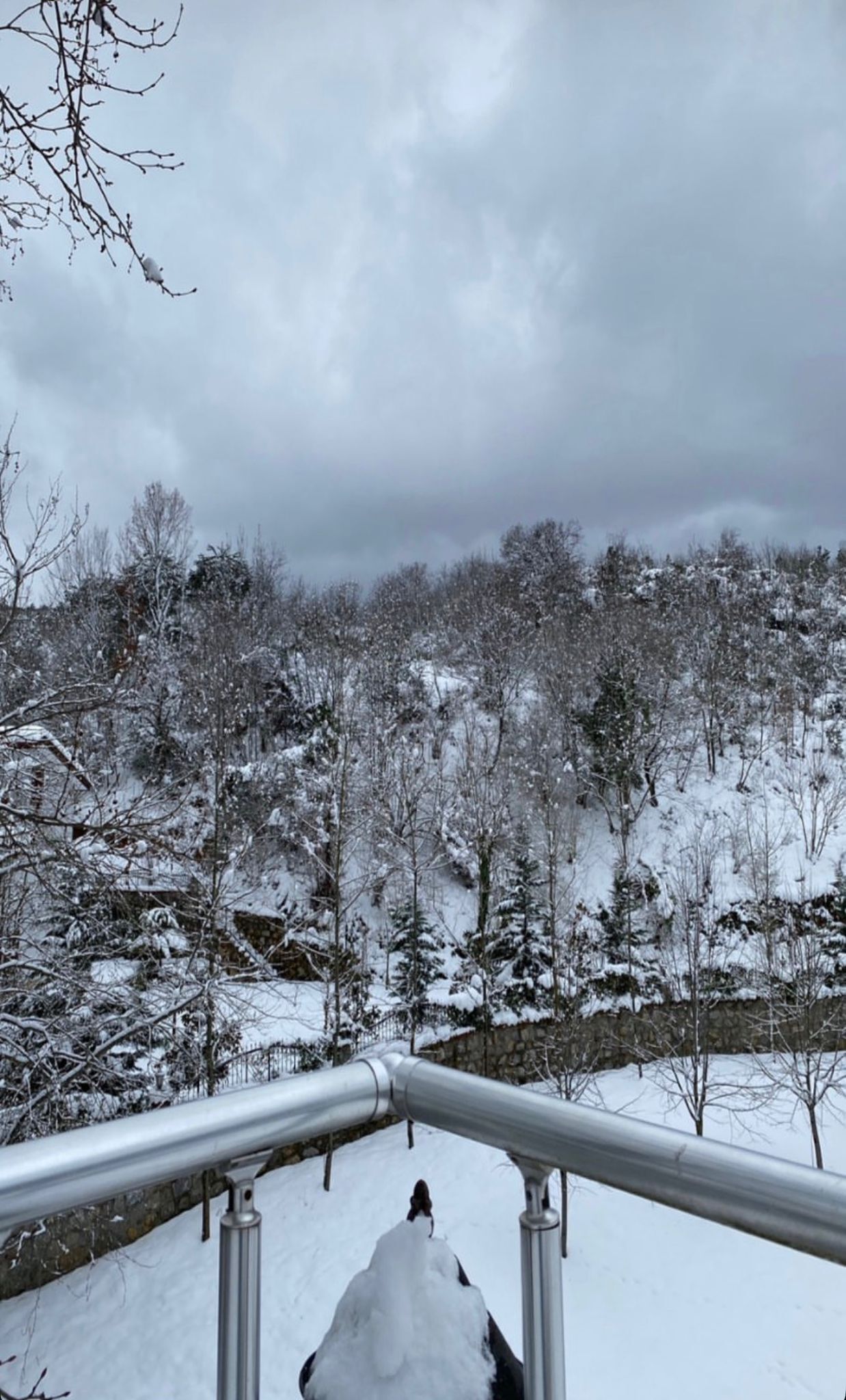 A snowy landscape with bare trees and a metal railing.