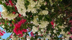 A white building with blue shutters and pink and white flowers hanging from the roof. - Blue Anchor Lodge & Cafe-Binh Ba Island (Nam Cam Ranh)