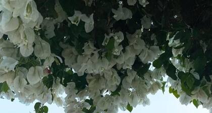 Blue Anchor Lodge & Cafe-Binh Ba Island