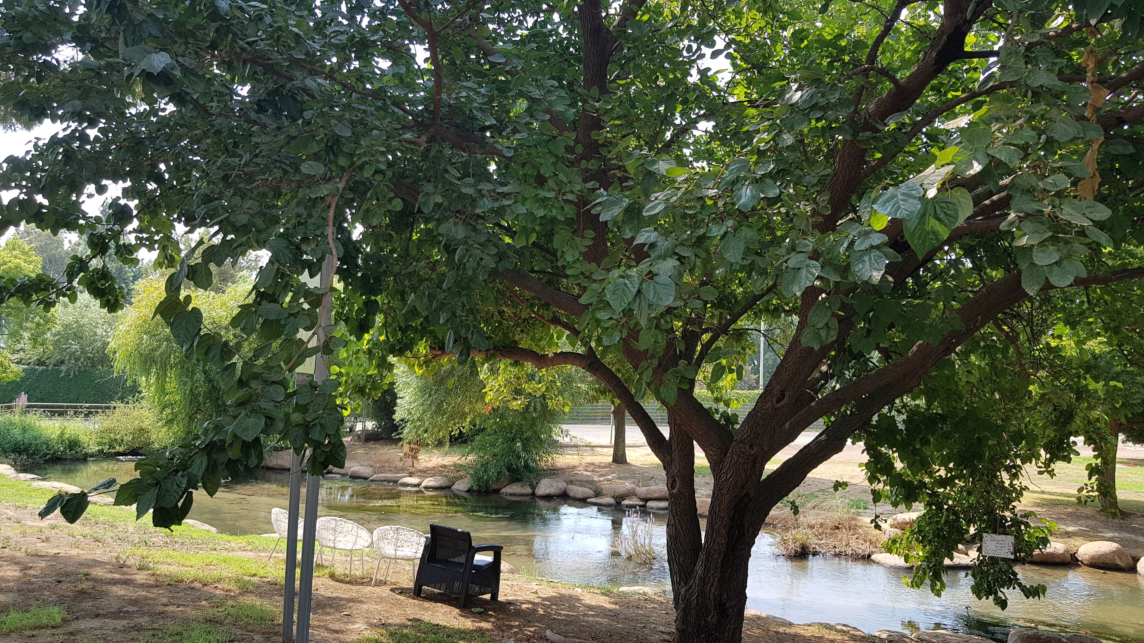 A park with a pond, benches, and trees.