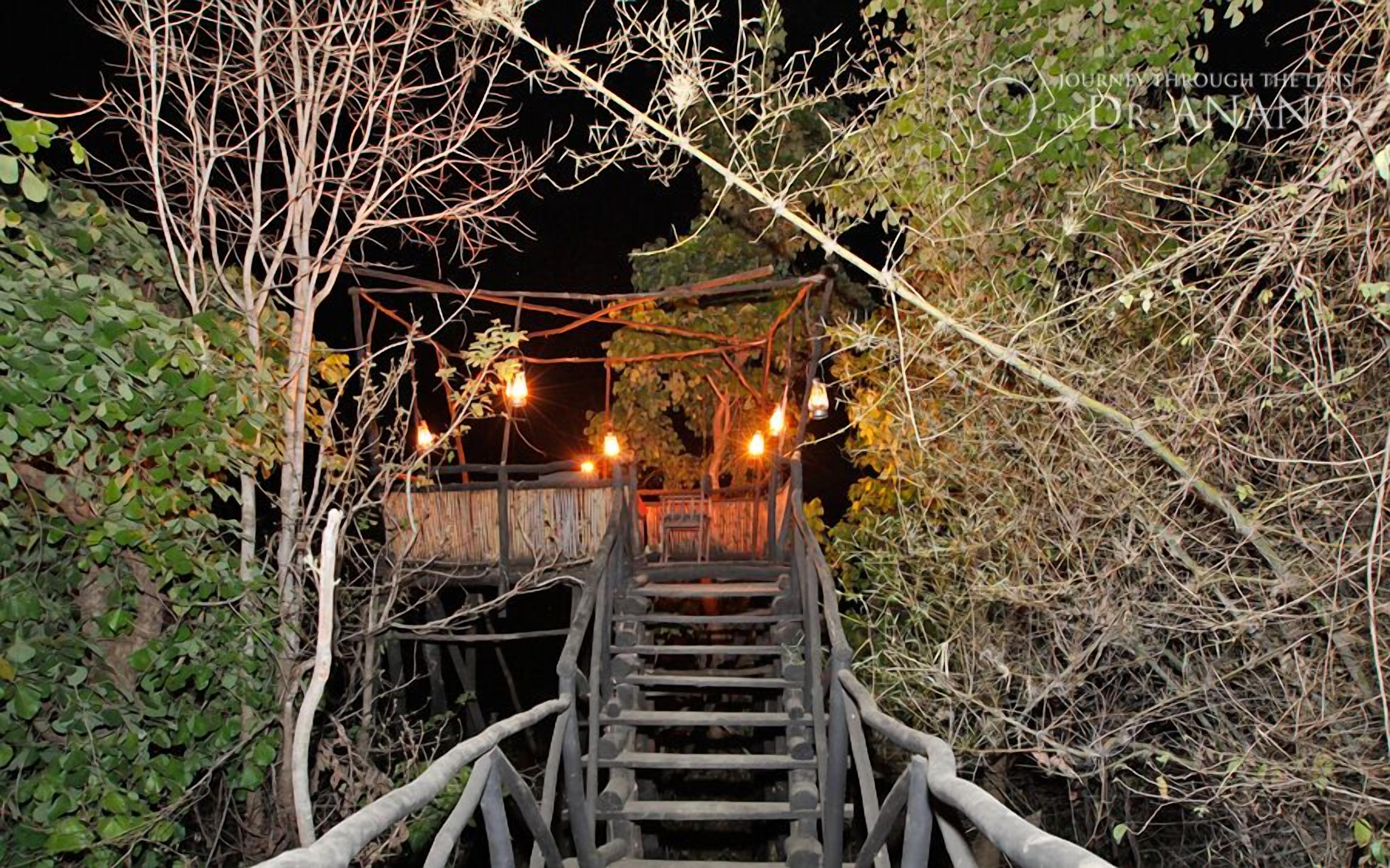 A wooden staircase leading to a platform with hanging lights, surrounded by dense foliage.