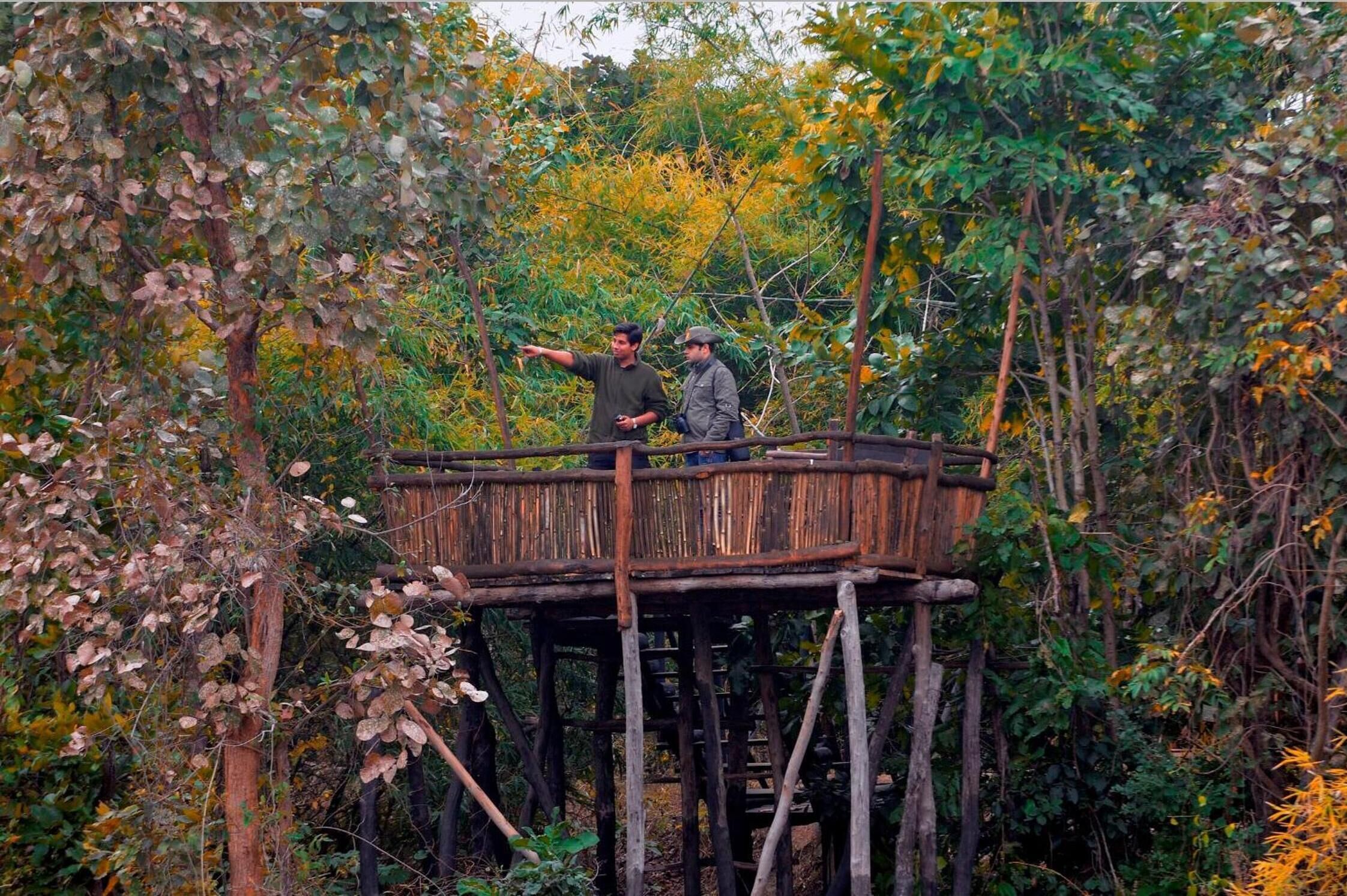 A wooden platform with two people standing on it, surrounded by dense foliage.