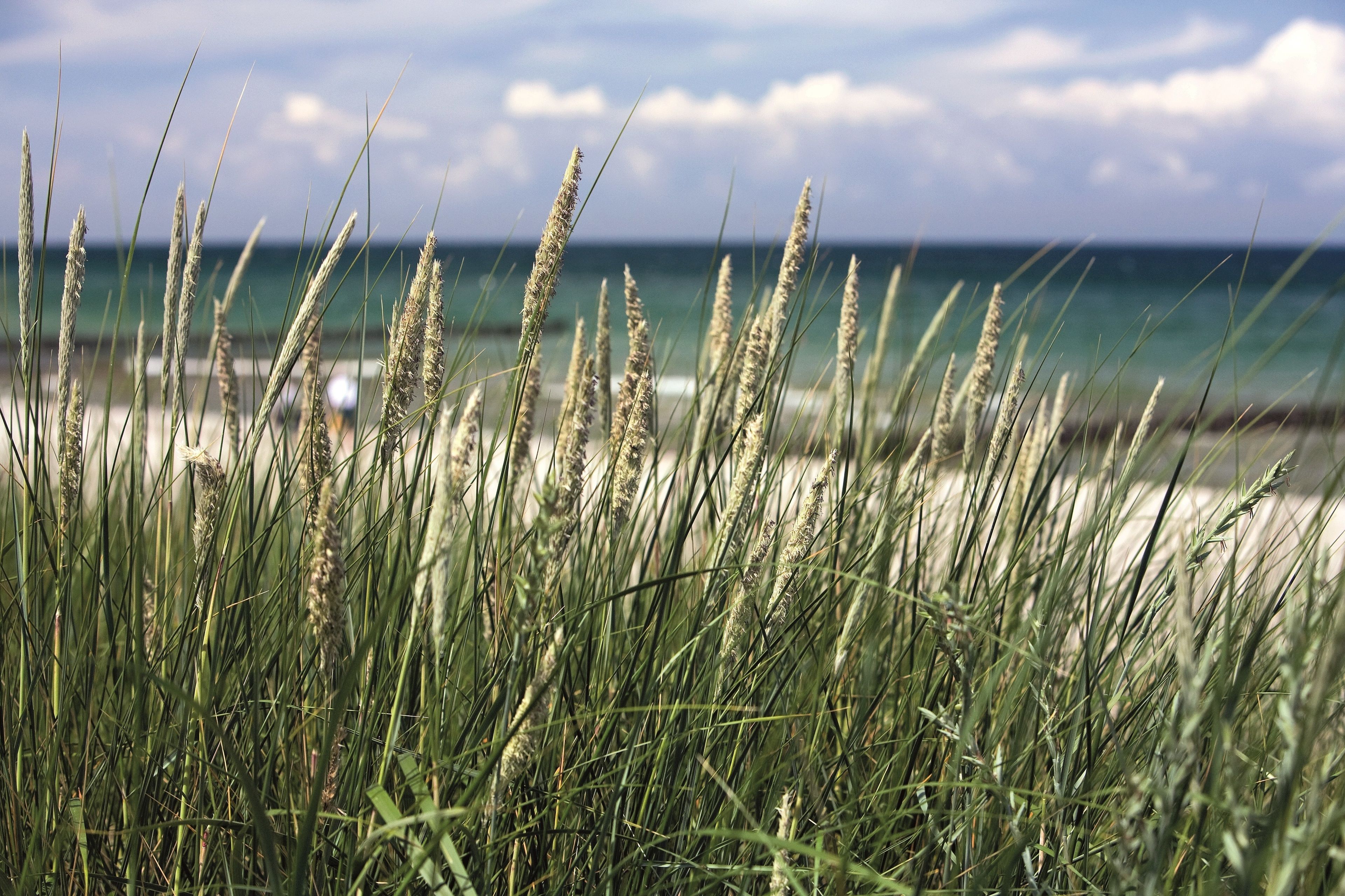 De hautes herbes au premier plan, avec une plage et l’océan en arrière-plan.