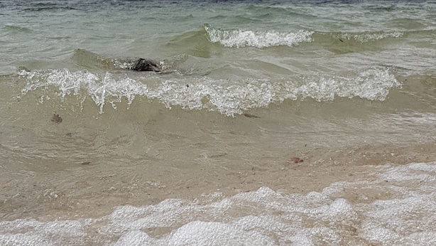 Una playa con olas, una cadena montañosa y un bosque al fondo.