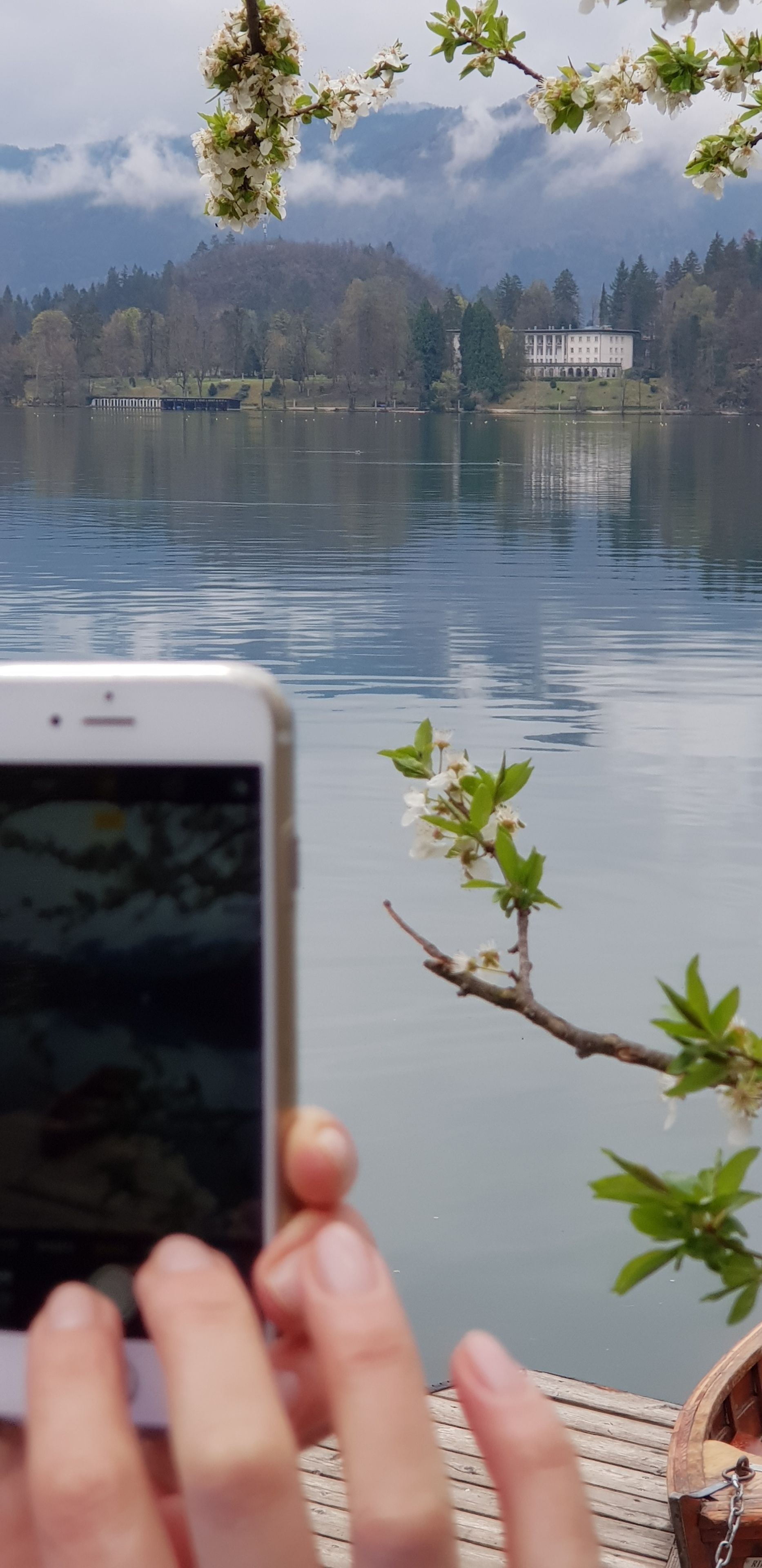 A smartphone held by a person, capturing a view of a calm lake with a wooden dock, a building in the background, and blooming trees.