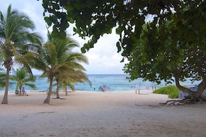 A beach with palm trees, a sandy shore, and the ocean in the background.