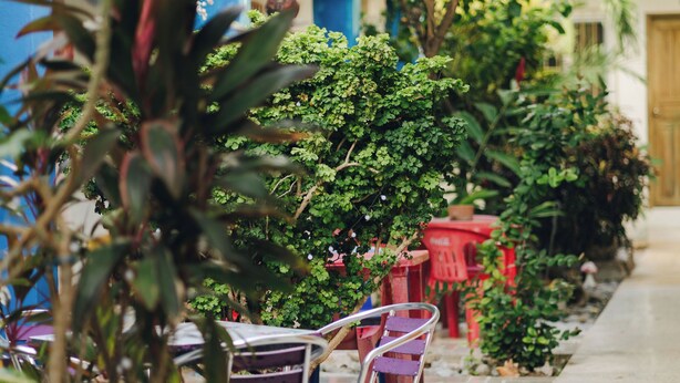 A covered outdoor seating area with chairs and tables, surrounded by greenery and a tiled floor. - Hotel Posada Edem (Cozumel)