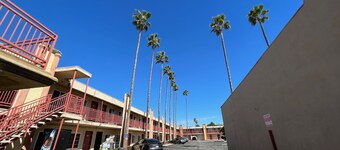 Palm Tree Inn