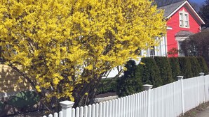 A red house with a white picket fence and a yellow flowering tree in front.