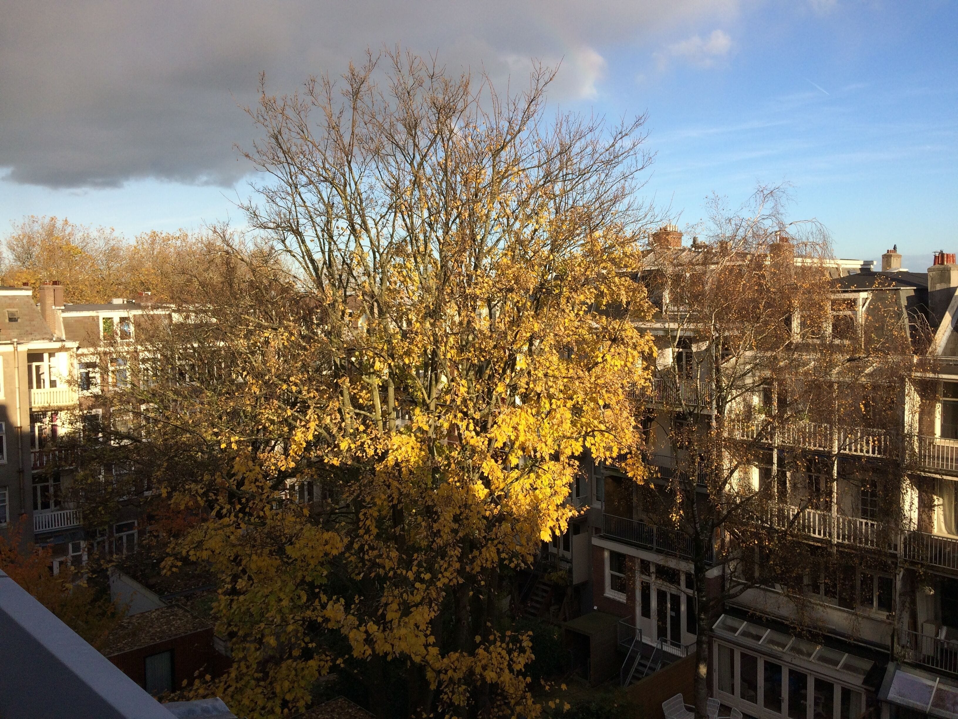 Un arbre aux feuilles jaunes, situé dans un environnement urbain, avec des bâtiments en arrière-plan.