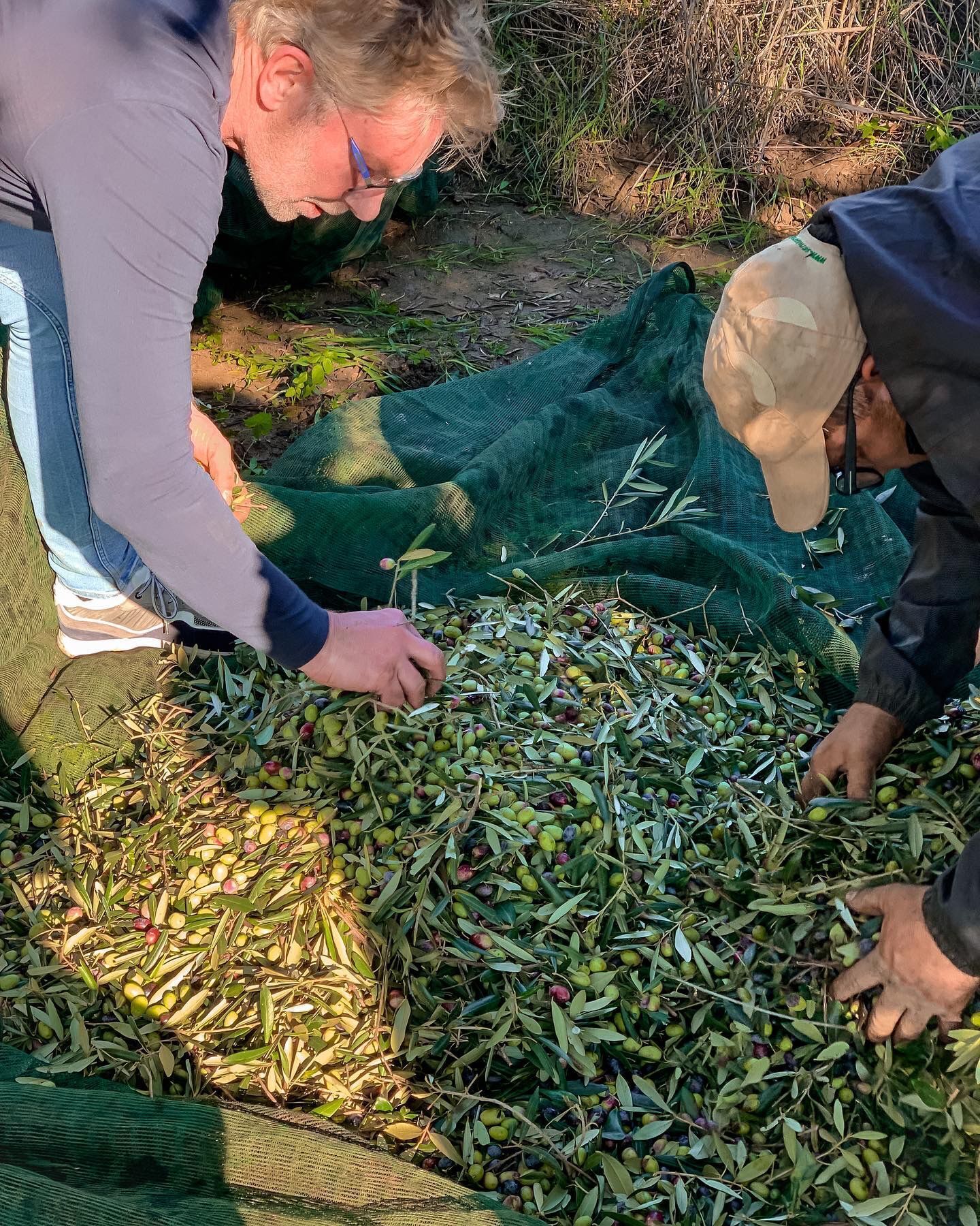 Two people harvesting olives from the ground.