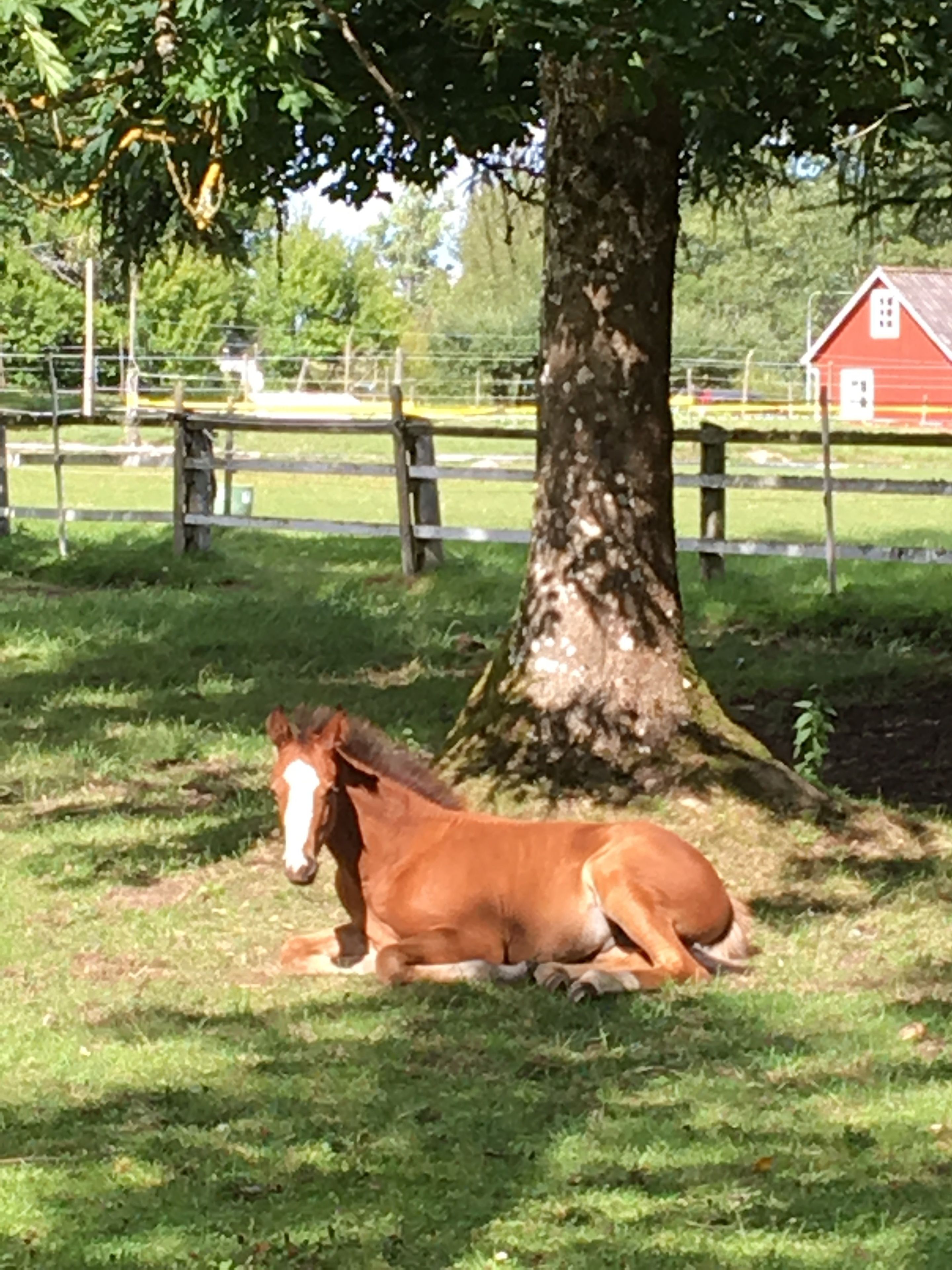 A horse resting under a tree in a grassy area with a fence and a red barn in the background.