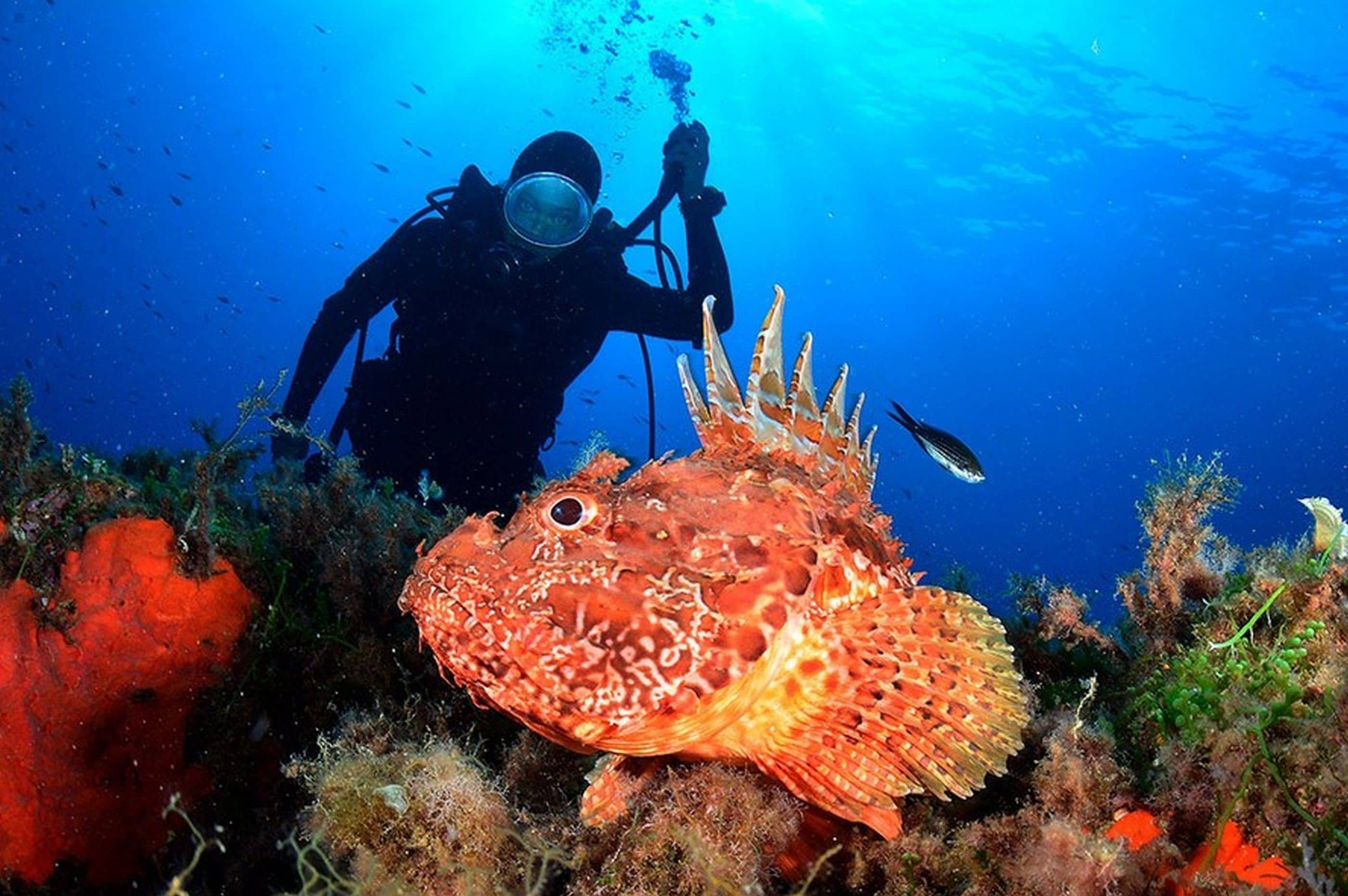 A diver with scuba gear near a large fish with spiky fins and a colorful coral reef.