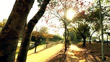 Un camino bordeado de árboles, con una valla a un lado y coches aparcados al otro.
