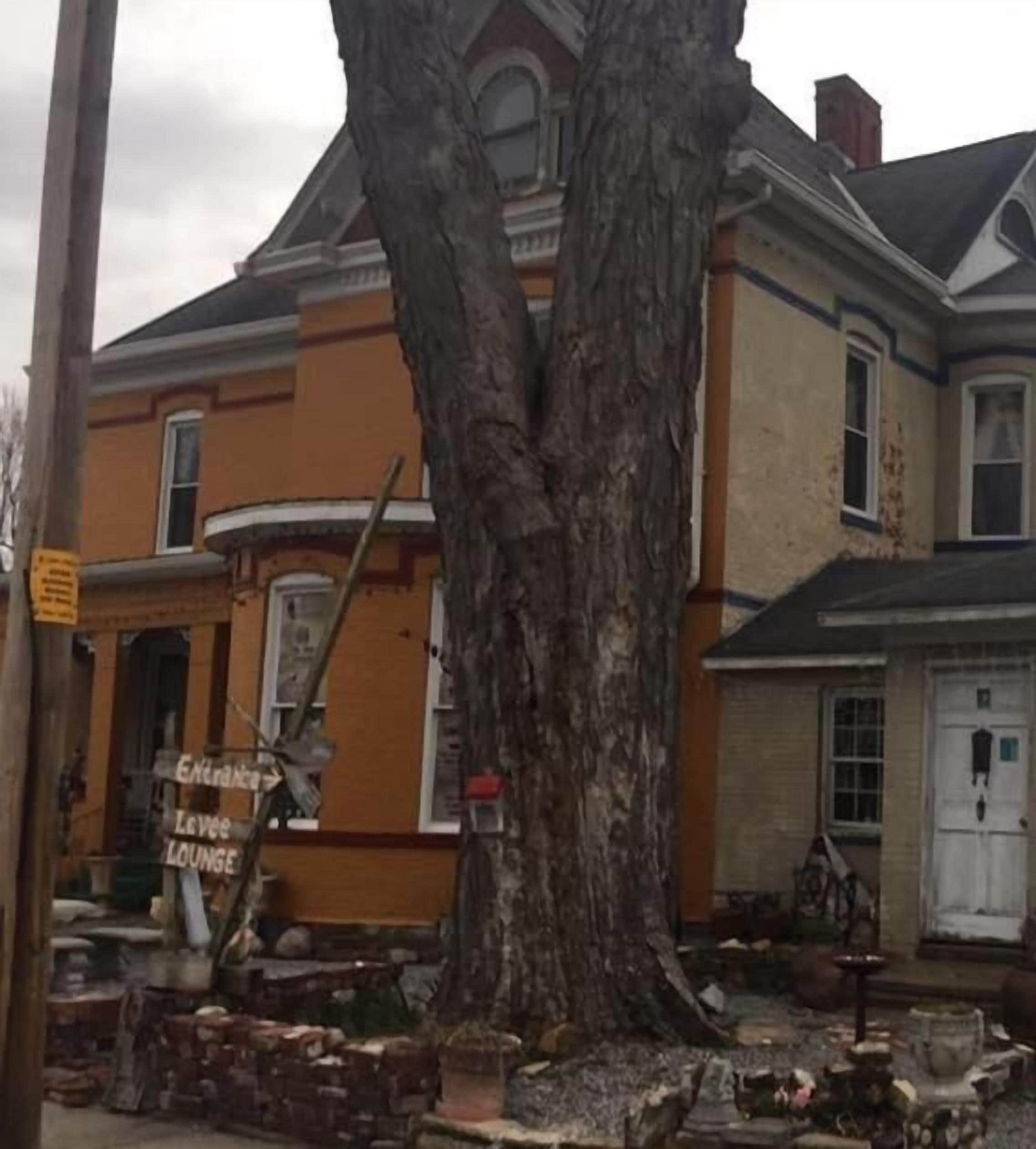 A large tree in front of a building with a sign indicating an entrance and a lounge.