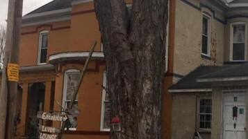 A large tree in front of a building with a sign indicating an entrance and a lounge.