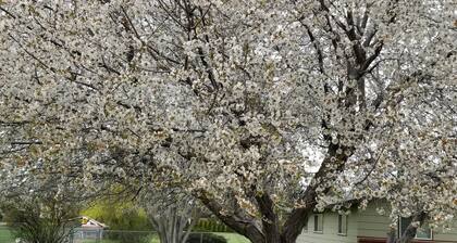 Remodeled home, 1 acre in city , quiet neighborhood, close shopping