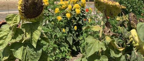 Terrain de lâhĂ©bergement