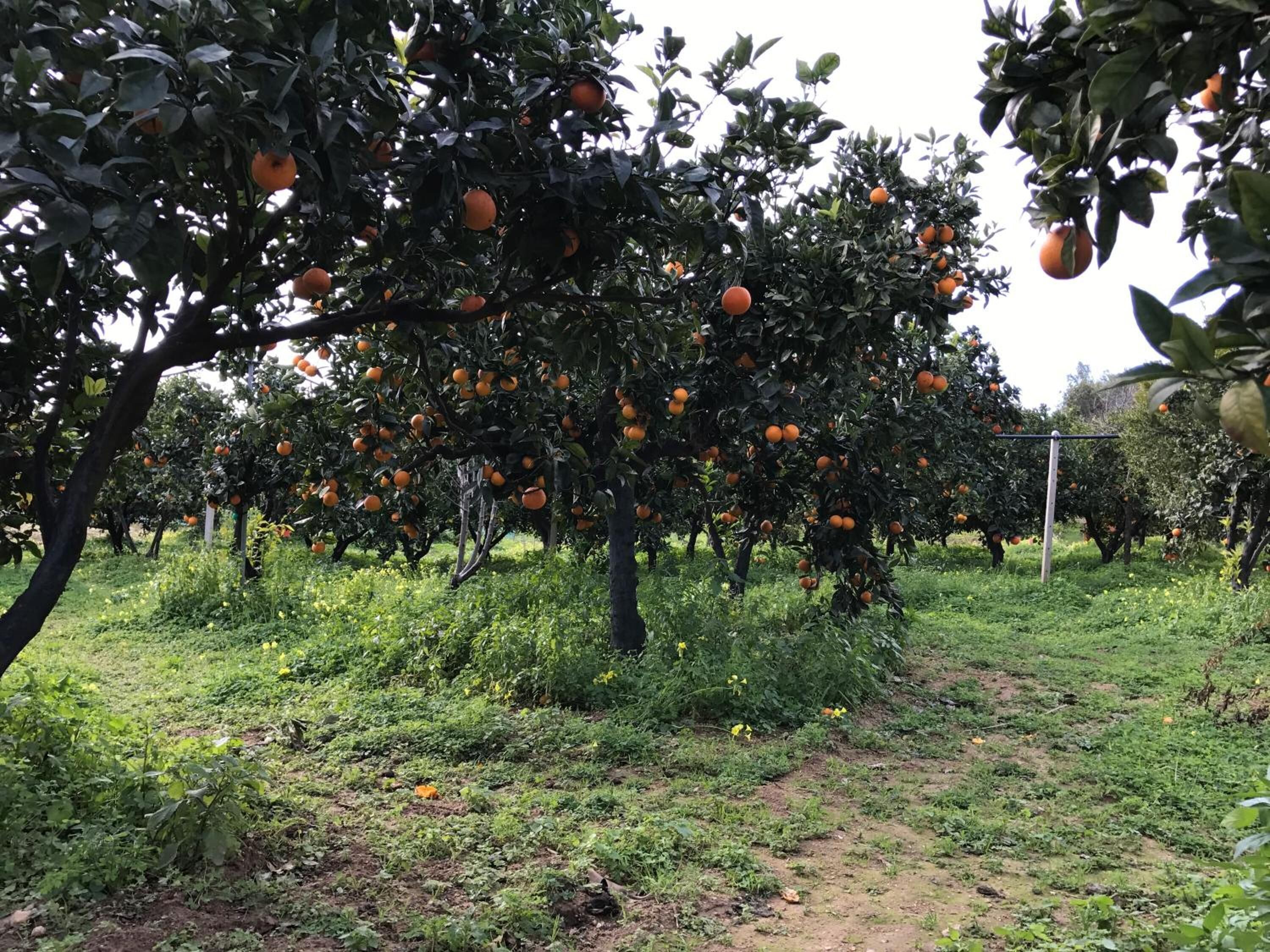 Photo - Parco dei Templi