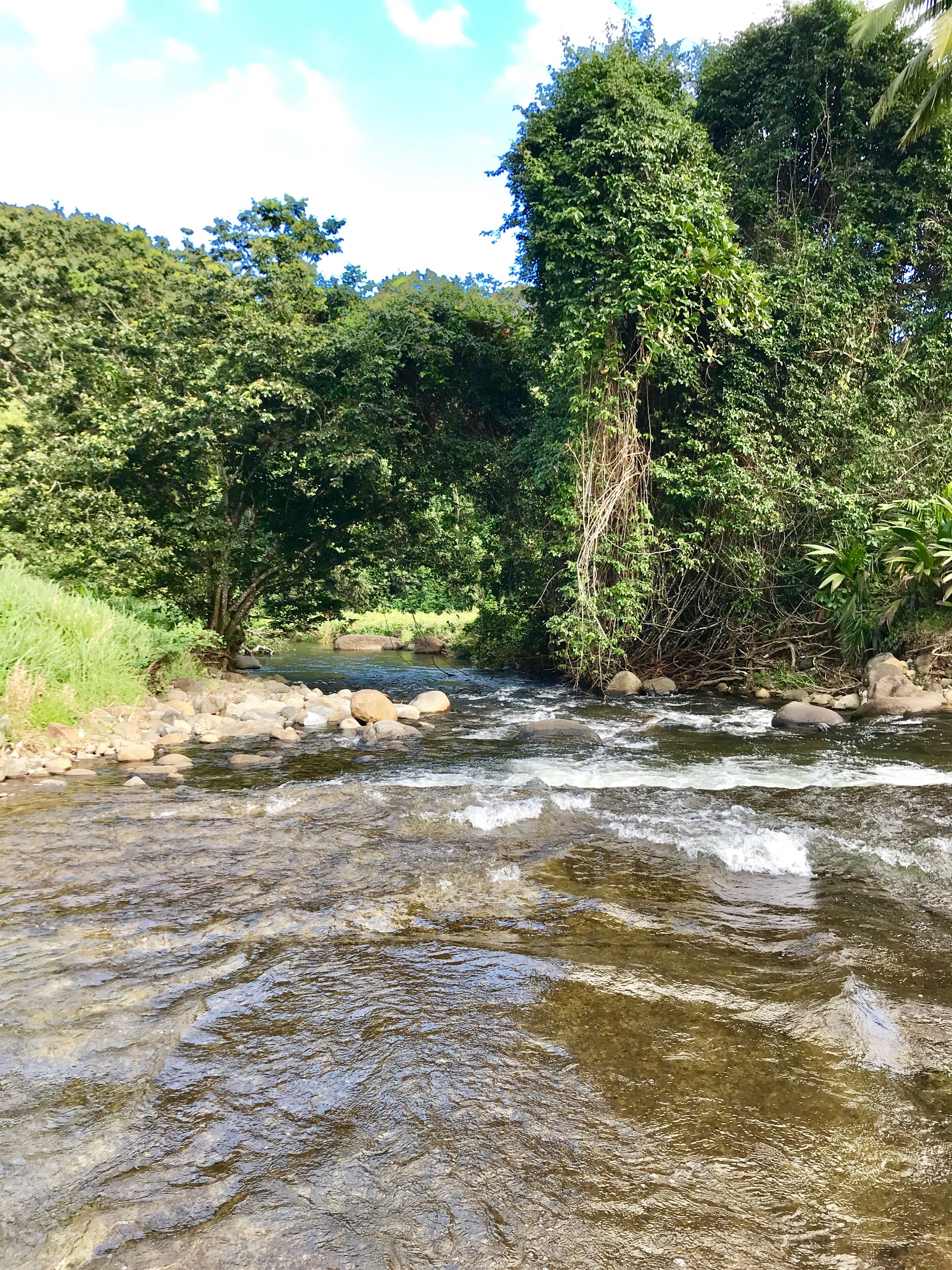 Een rivier die door een bebost gebied stroomt, met rotsen en bomen.