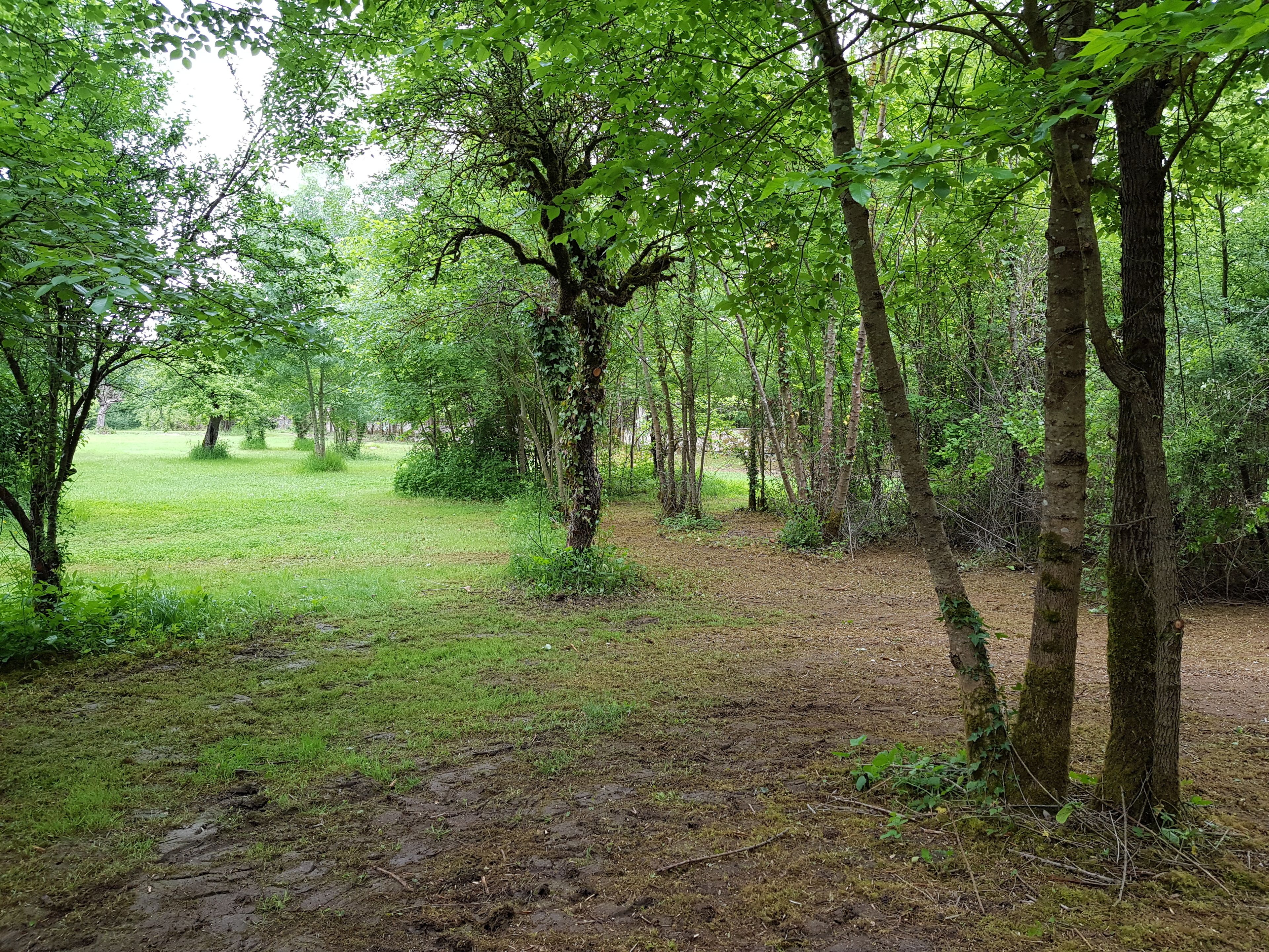 A forested area with a dirt path and green grass.