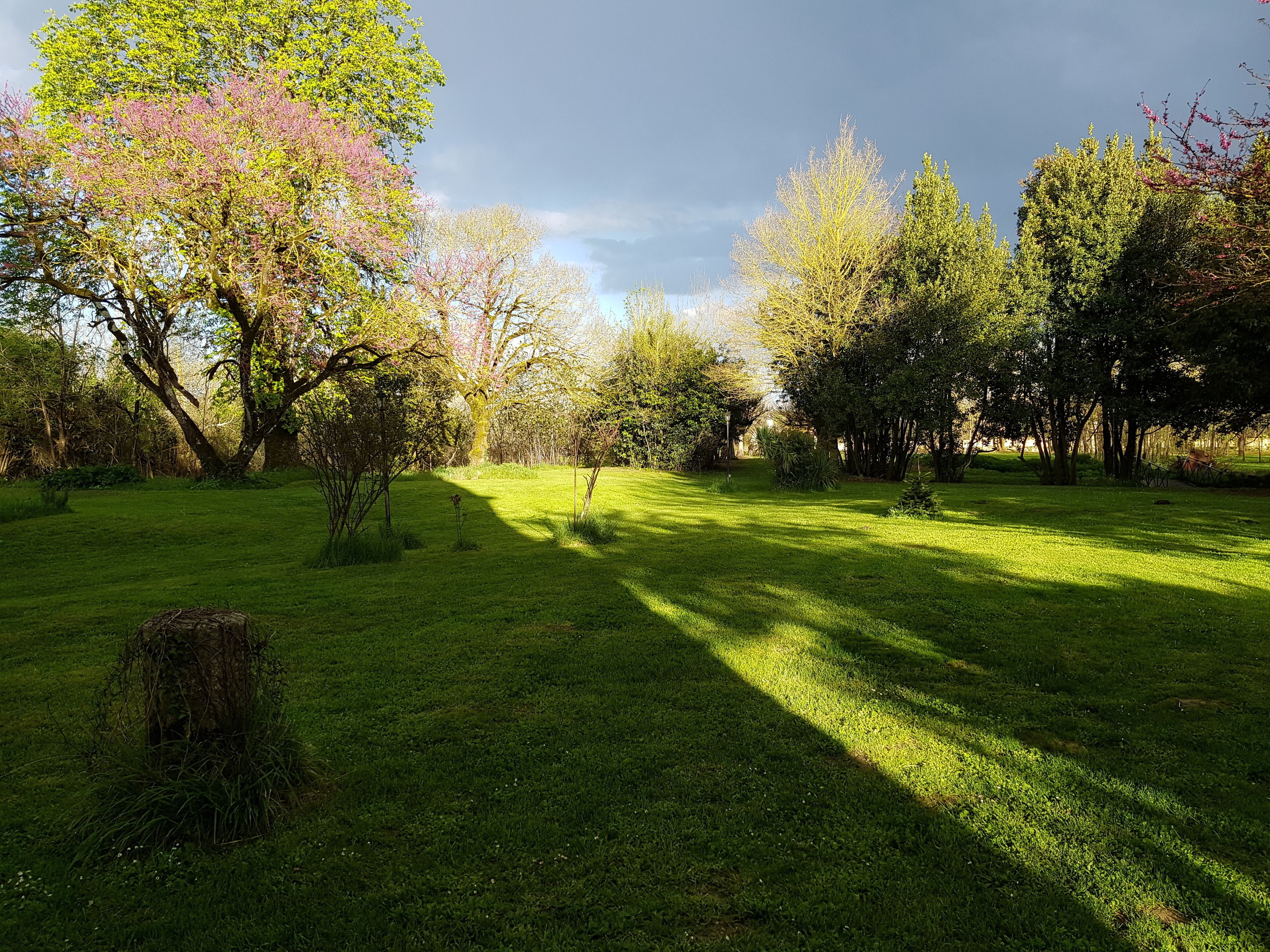 A grassy park with trees and a clear sky.