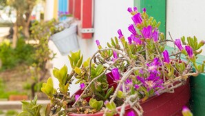 Una planta en maceta con flores moradas frente a un edificio con detalles rojos y verdes.