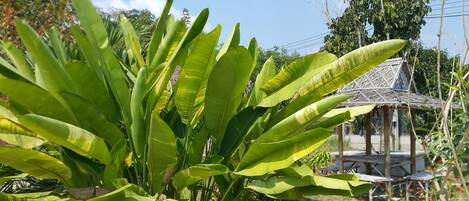 Una planta verde exuberante con hojas anchas en un jardín.