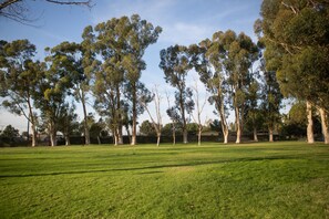 A grassy park with tall trees and a clear sky.