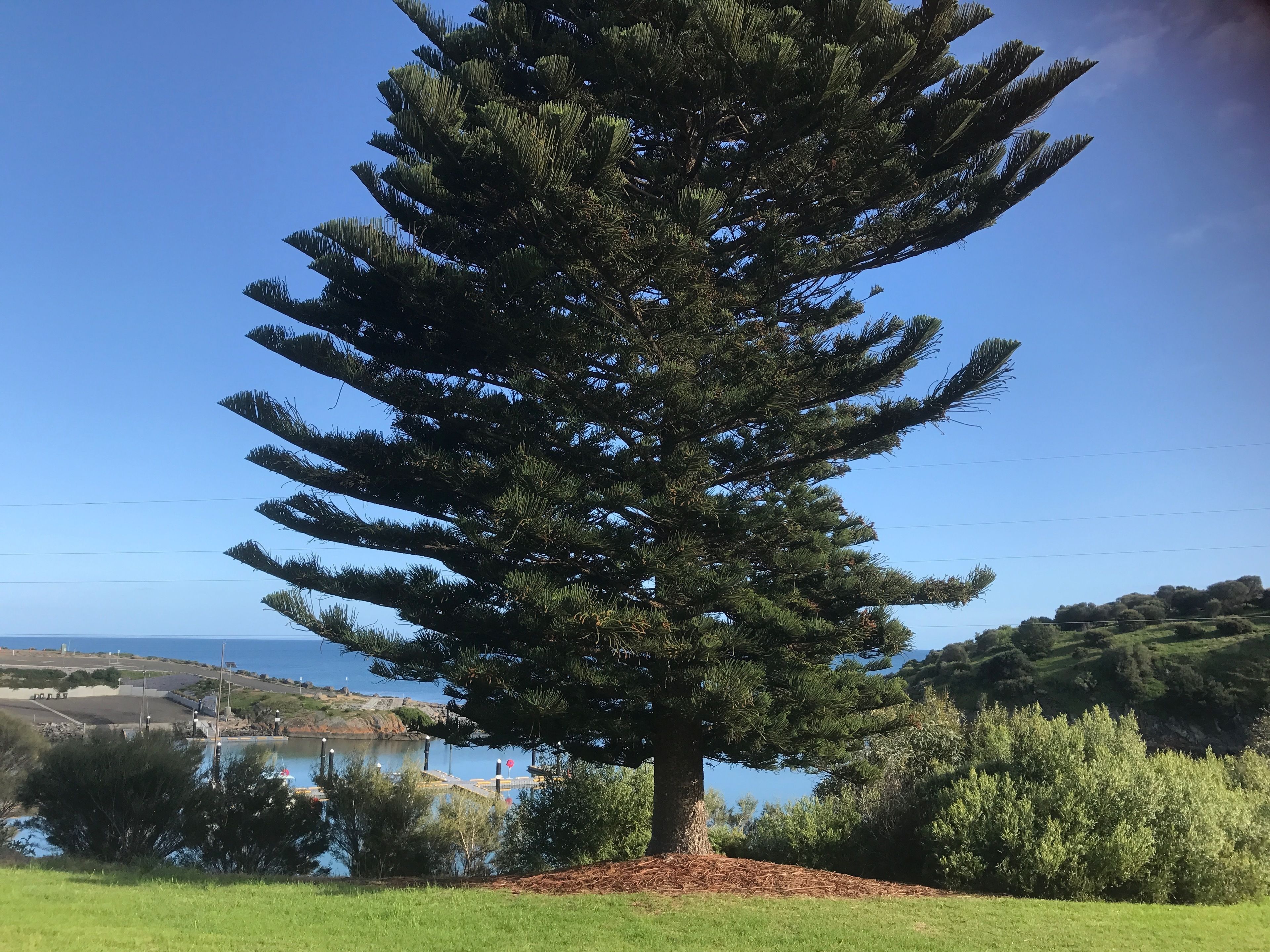 Un gran arbre de coníferes en una zona herbosa, amb vista a un cos d'aigua i a les colines de la distància.