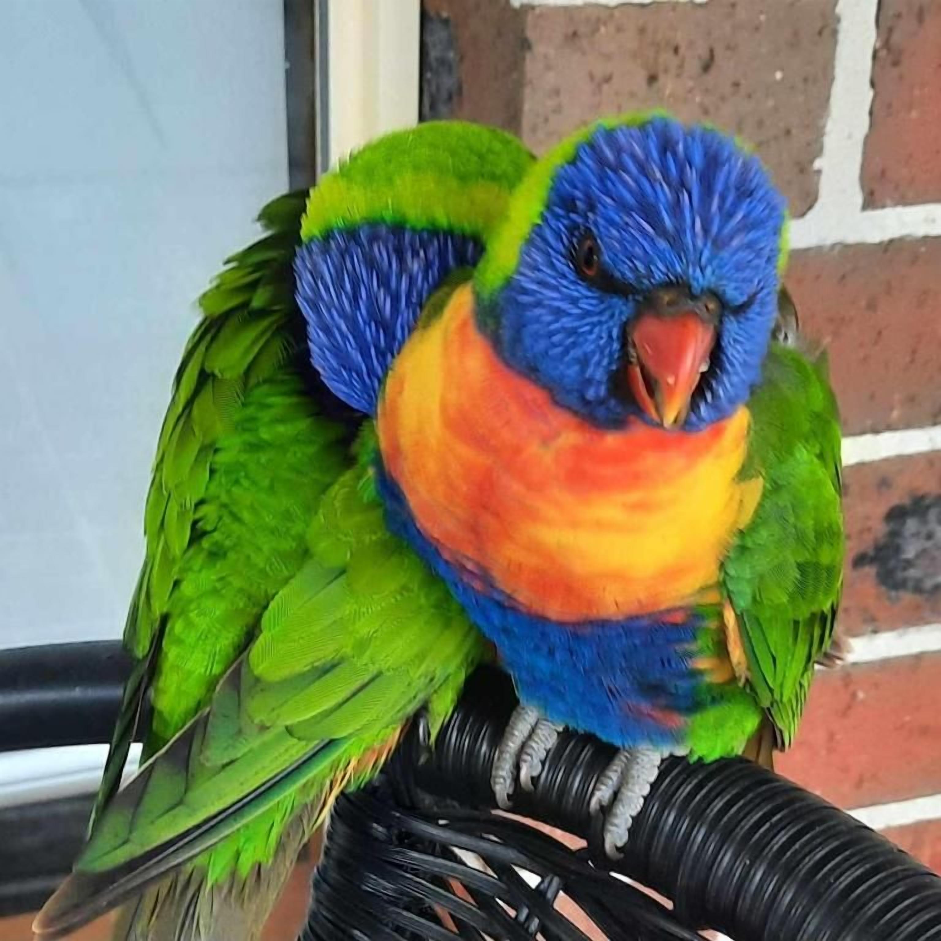 A bird with vibrant blue, green, and orange plumage perched on a curved black structure.