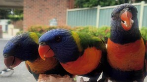 Three parrots with blue and orange feathers. - Arthur Phillip Motor Inn (Cowes)