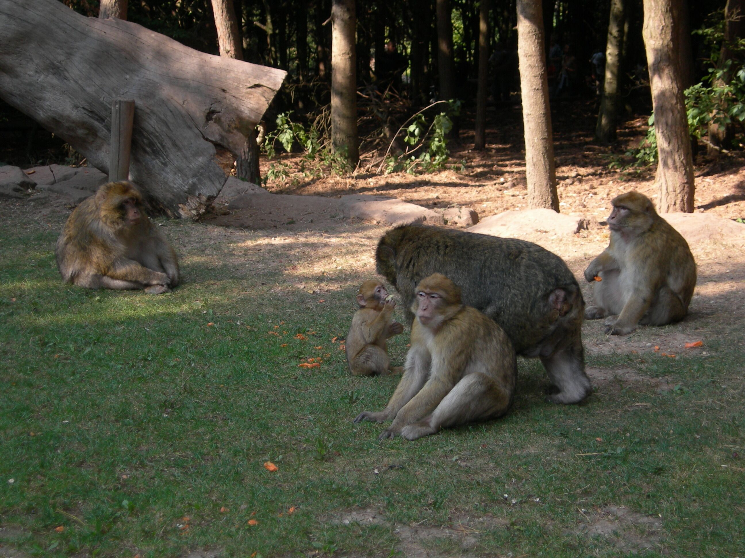 Un grupo de monos sentados sobre la hierba en un área boscosa con árboles y un tronco caído.