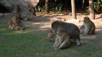 Un grupo de monos sentados sobre la hierba en un área boscosa con árboles y un tronco caído.