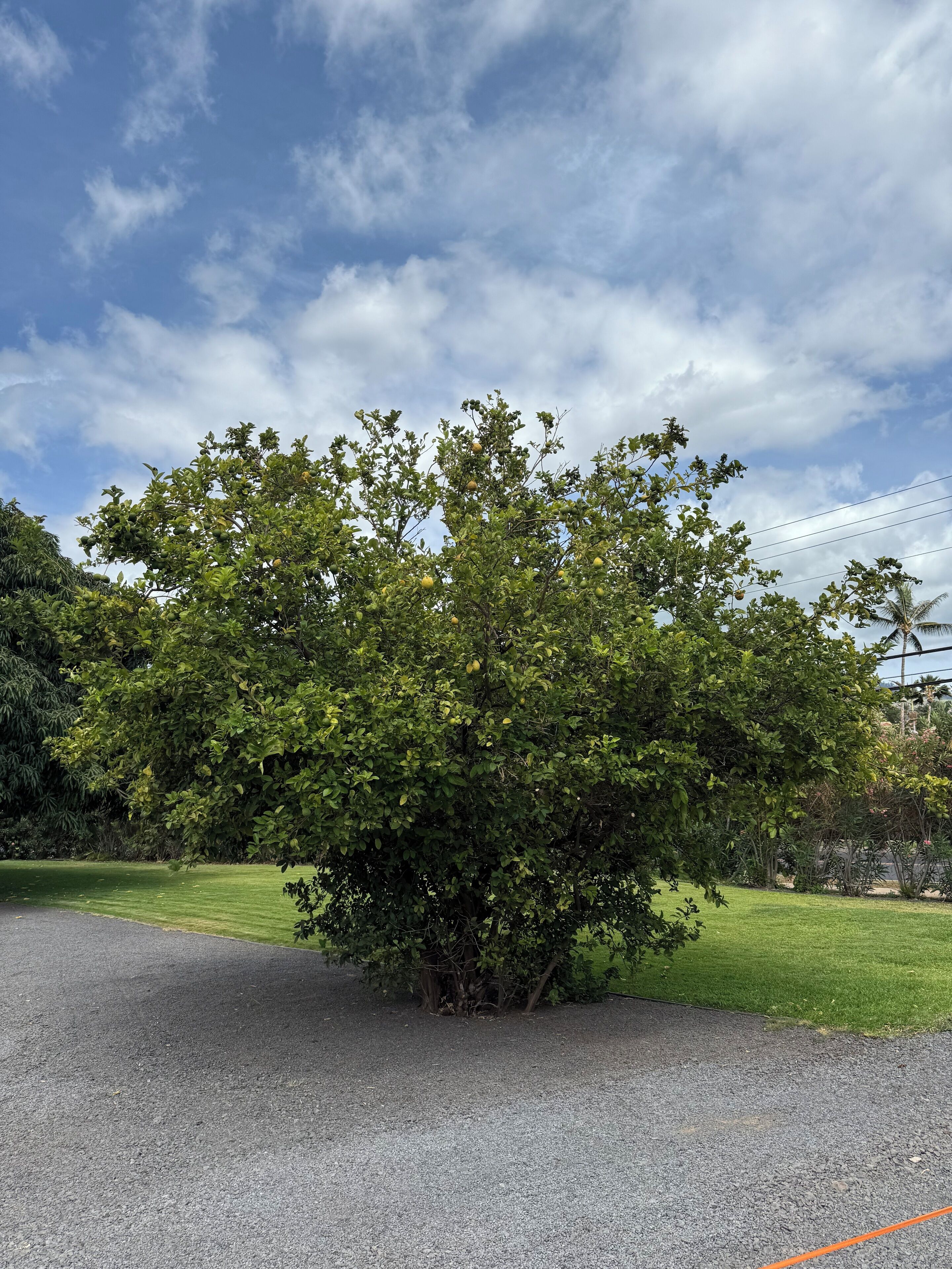Une allée bordée d’arbres, avec un chemin de gravier menant à un bâtiment.