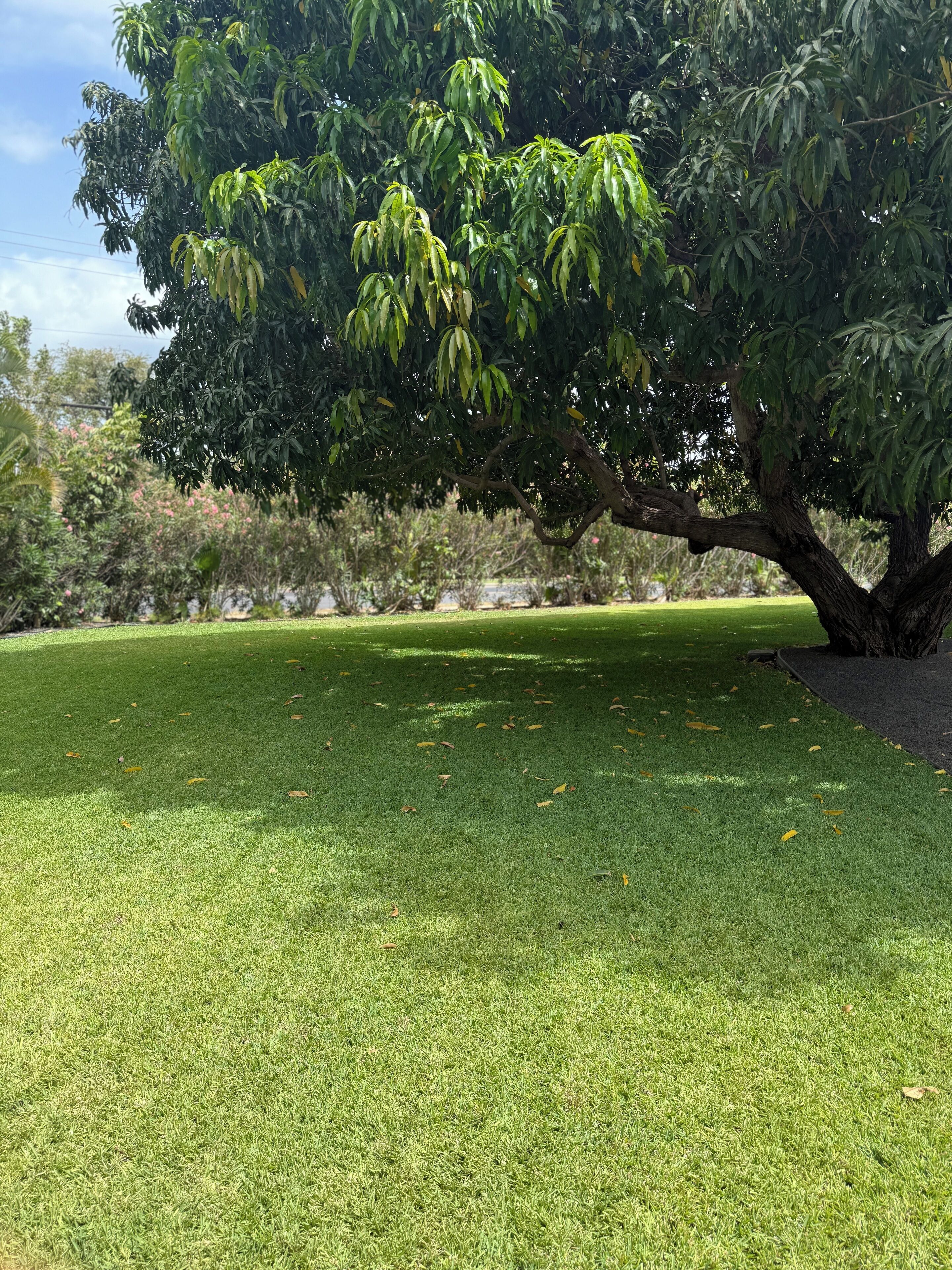 A well-maintained grassy area with a large tree providing shade.