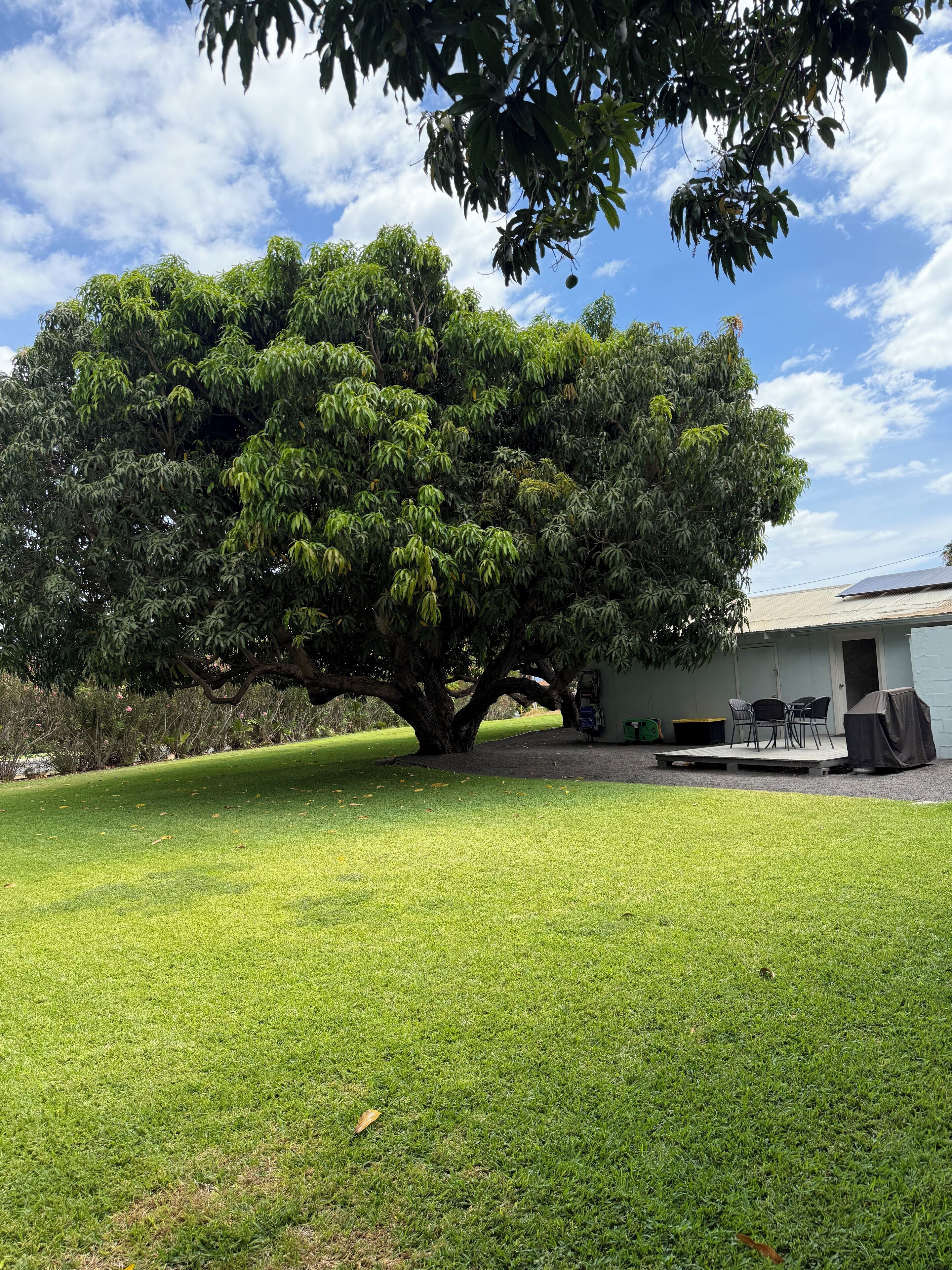 Un árbol grande en un césped cuidado, con un edificio al fondo.
