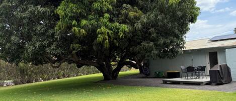 Un árbol grande en un césped cuidado, con un edificio al fondo.