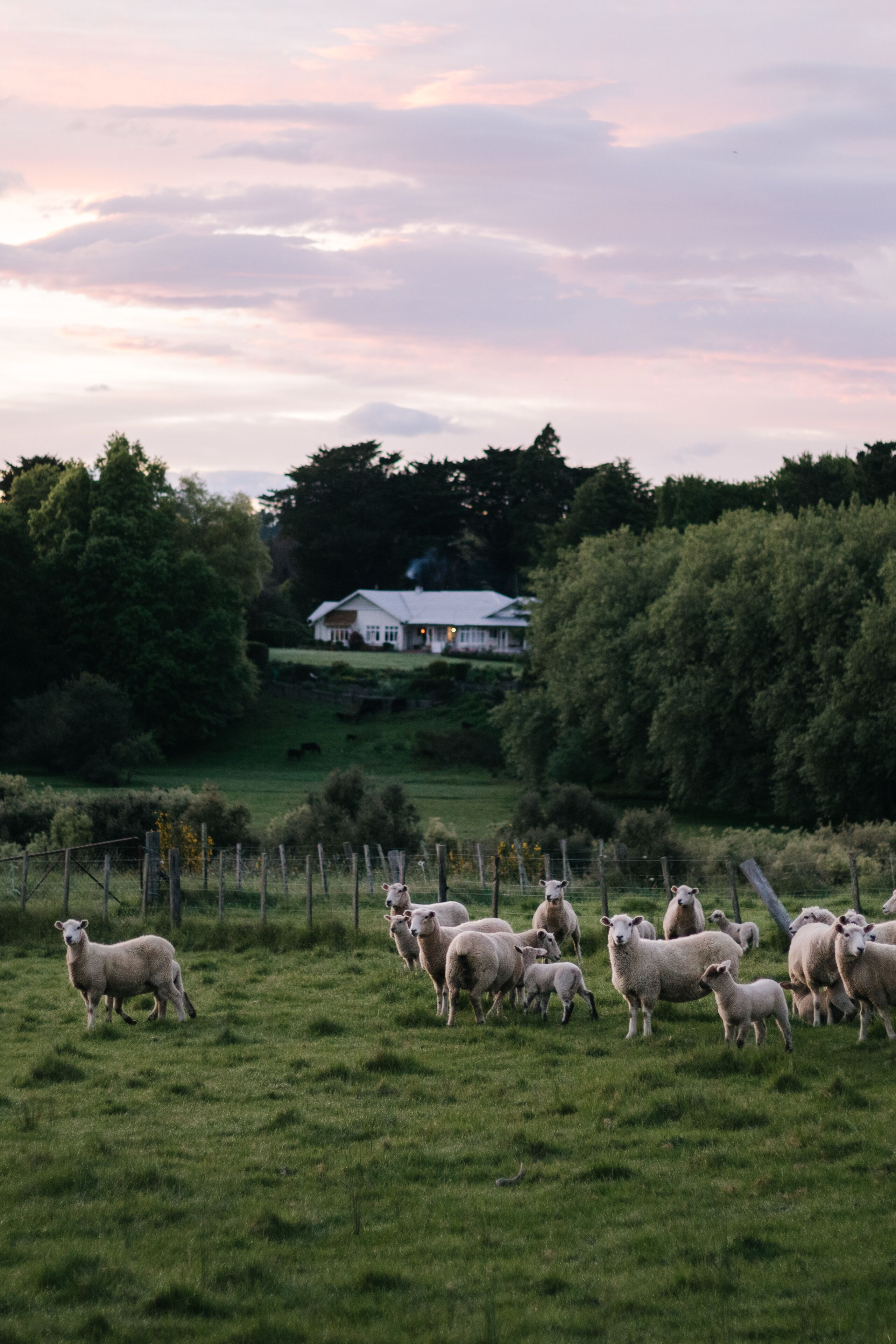 Paisaje rural con una ovejas pastando en un campo, una cerca de madera y una casa al fondo.