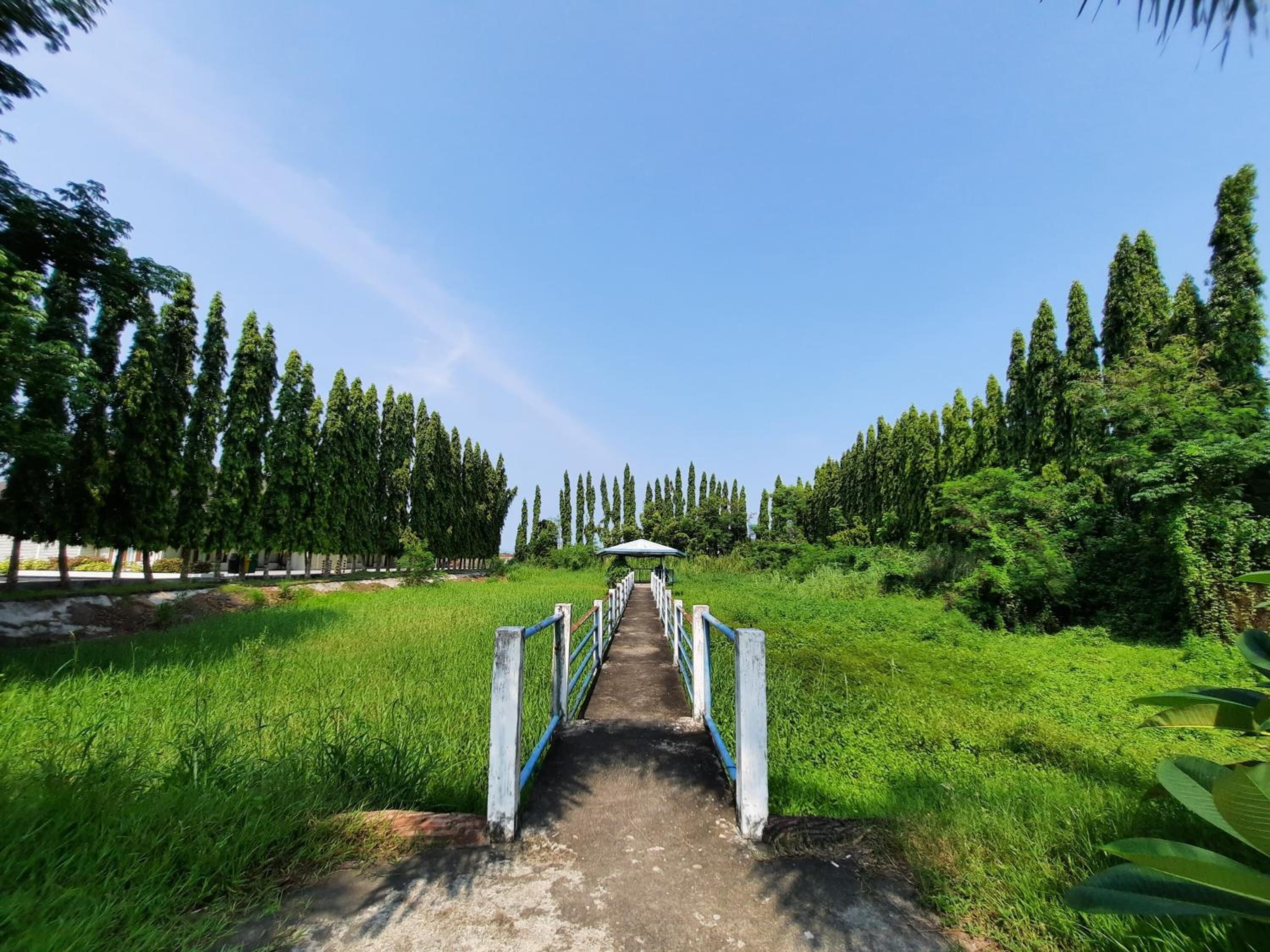 Un sendero conduce a una construcción con techo blanco, rodeada de árboles altos y vegetación.