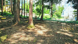 A forested area with trees and a gravel path. - Allumeur (Minamiuonuma)