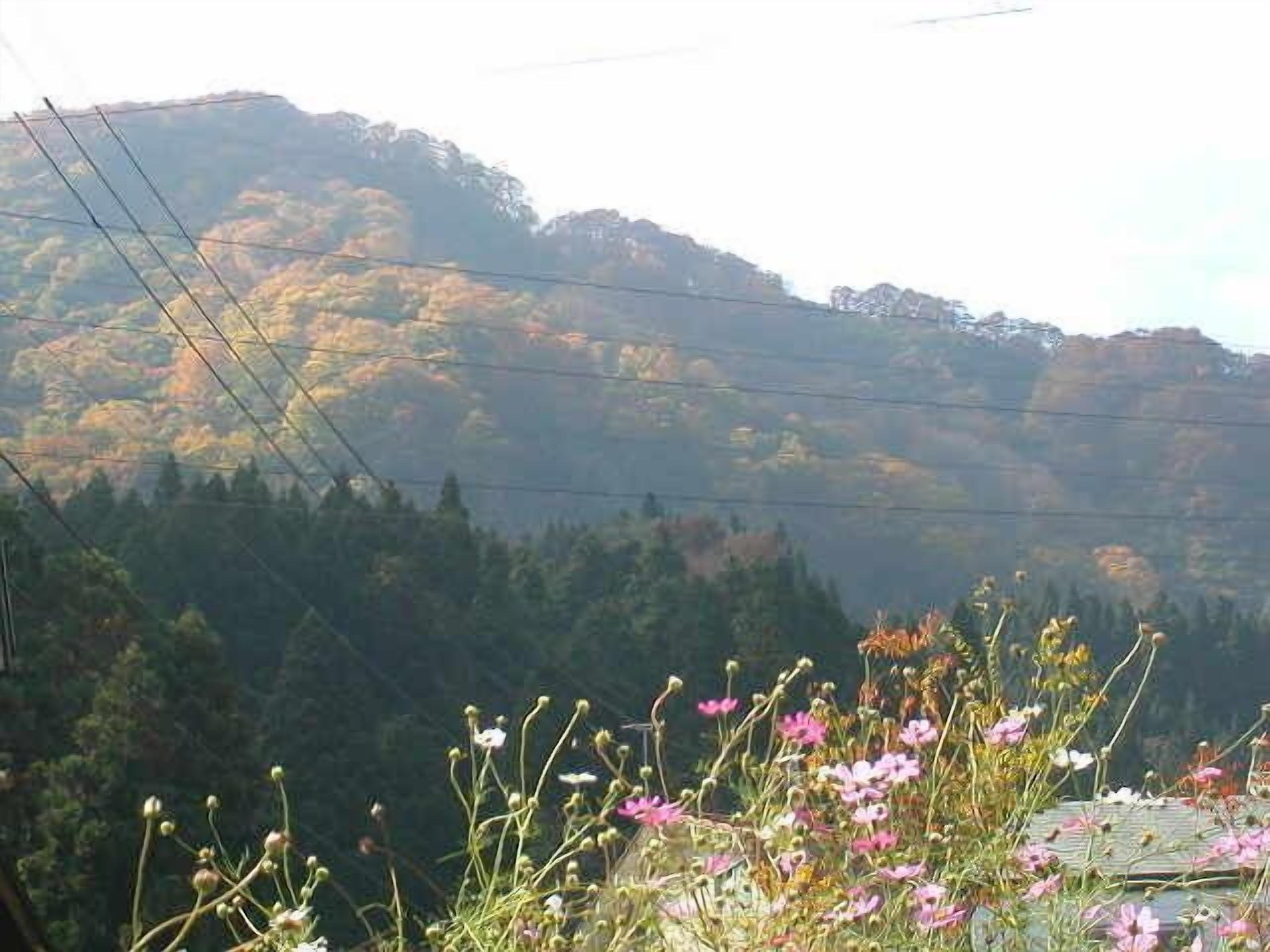 A mountainous landscape with power lines and a variety of wildflowers in the foreground.
