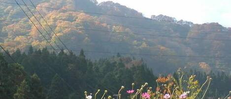 A mountainous landscape with power lines and a variety of wildflowers in the foreground.
