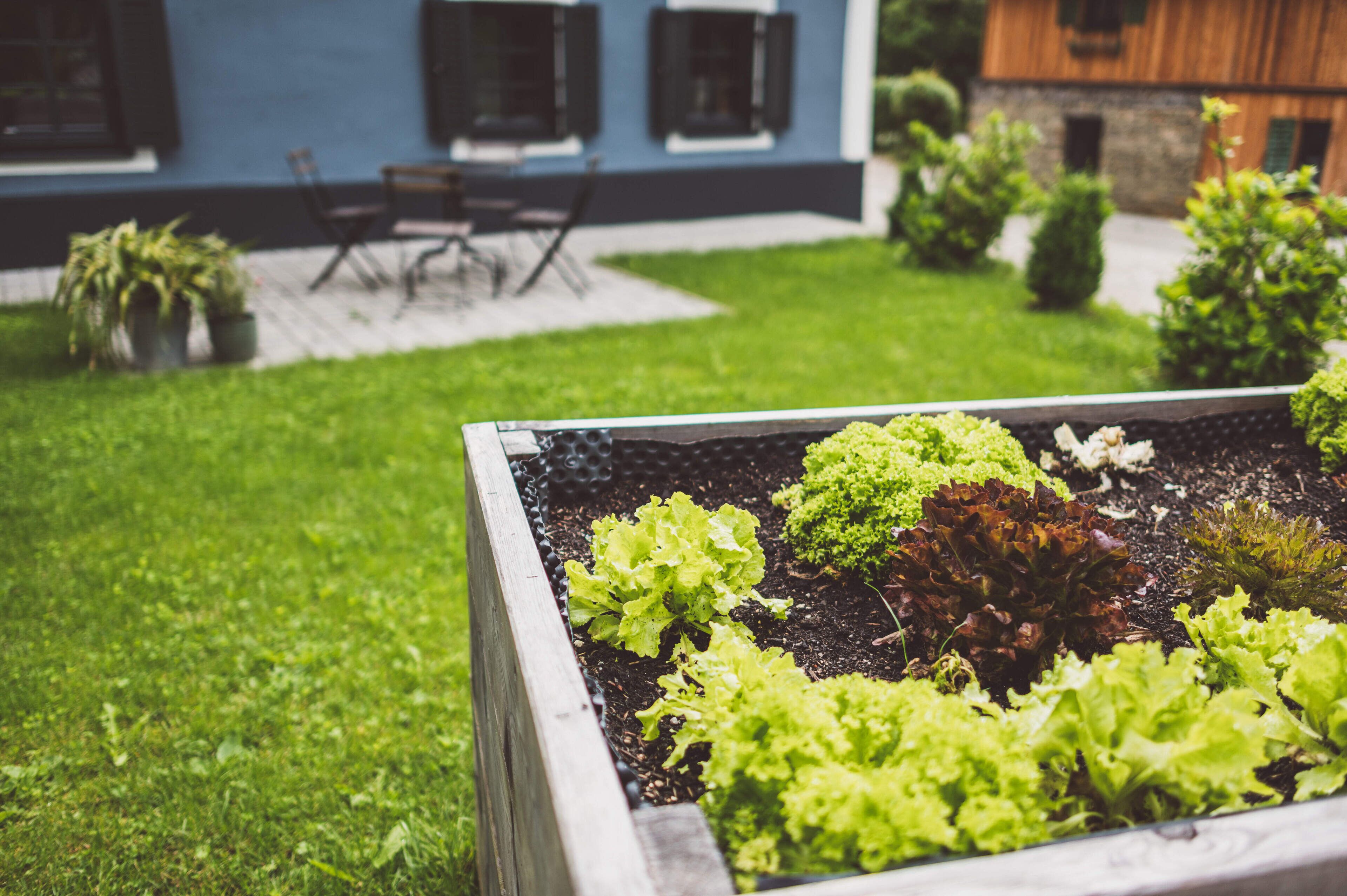 A raised garden bed with various leafy greens, a blue building with shutters, and a patio area with chairs and tables.