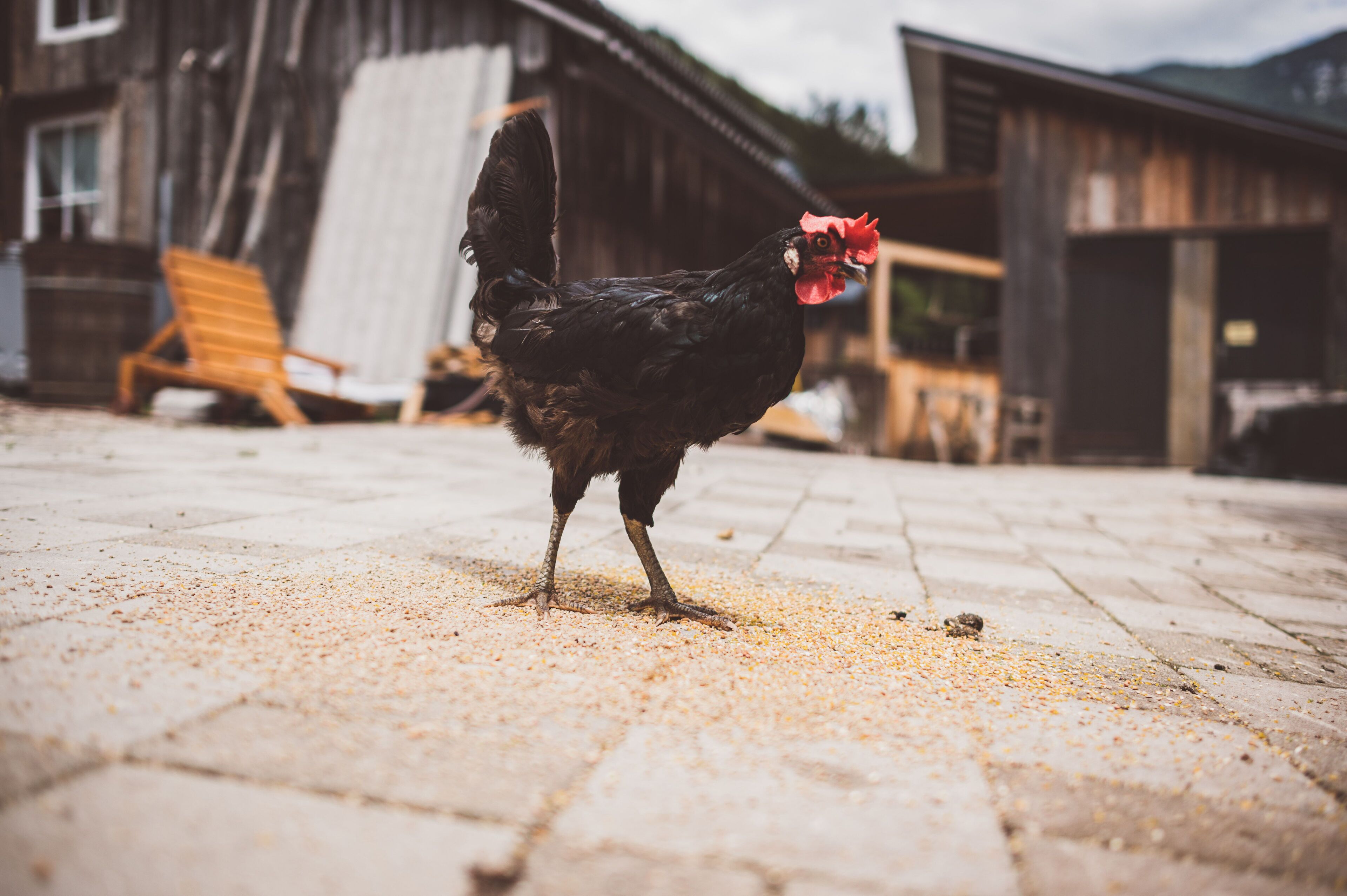 A chicken standing on a paved area with scattered grains.