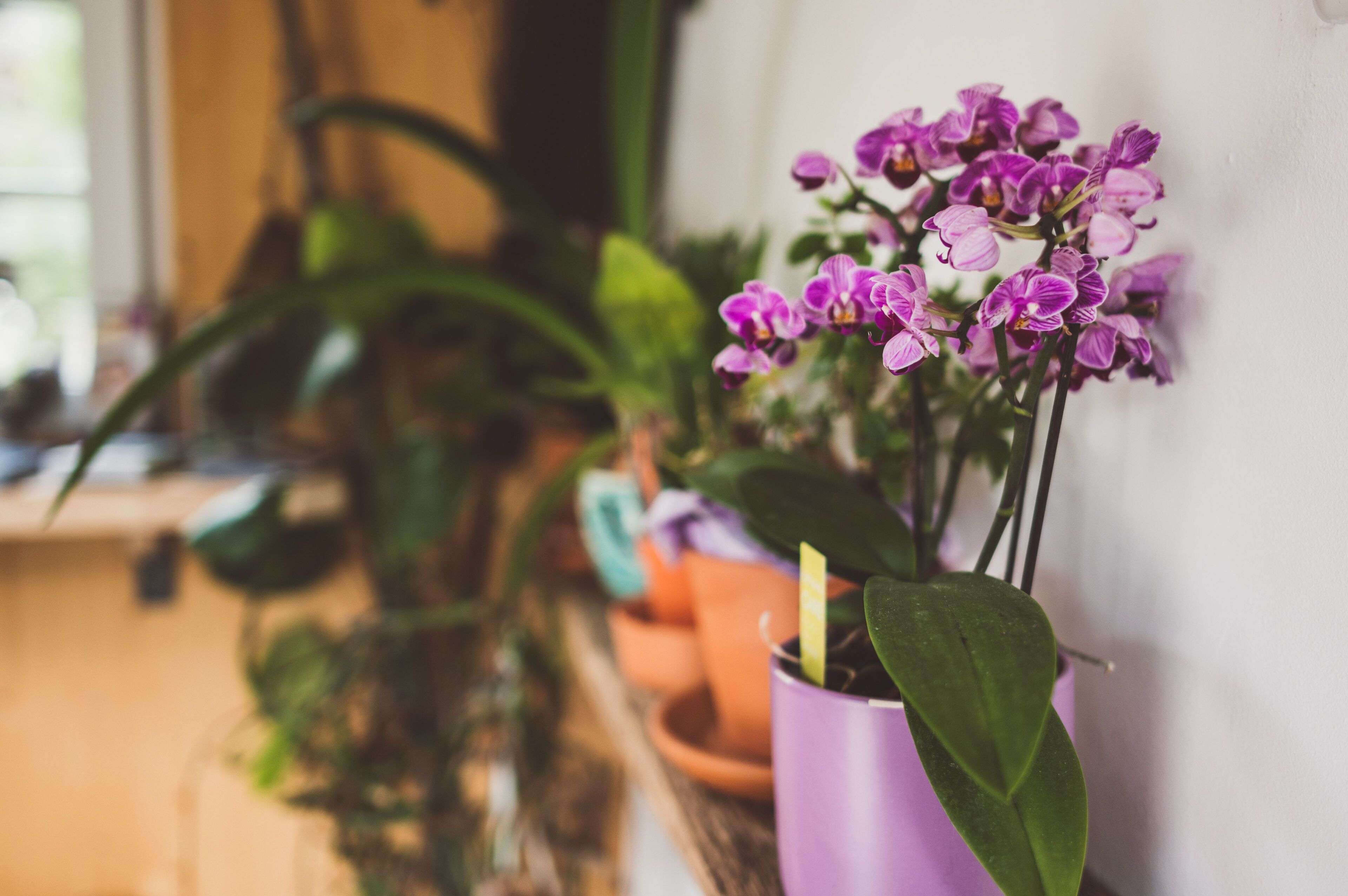 Una orquídea en maceta con flores moradas, dentro de una maceta morada, sobre una superficie de madera.